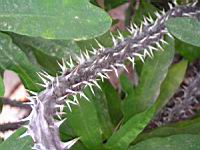 Epine du Christ, Euphorbia milii Des Moul. (fam. Euphorbiacees) (Parc de la tete d'or) (3) (Photo F. Mrugala)